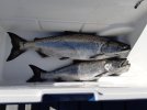 Aug 30 Sooke.jpg