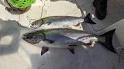 chinookAug301.jpg