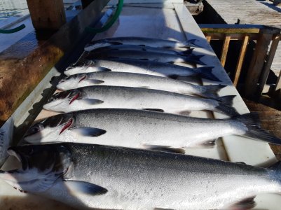 Oct 2 Coho Sooke.jpg