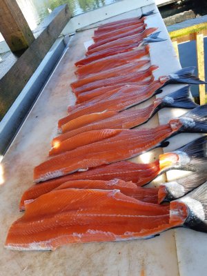 Oct 2 Coho fillets Sooke.jpg