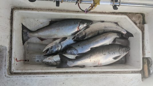 20221002Coho.jpg