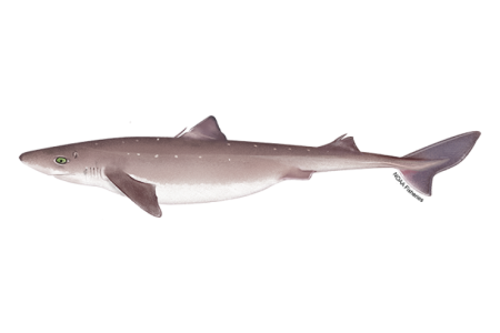 dogfish (3).png