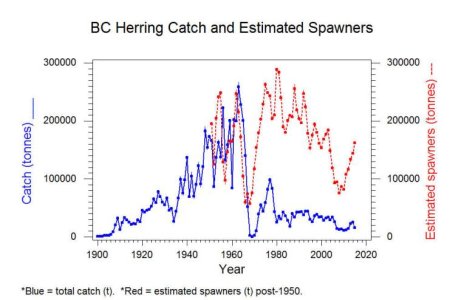 bc herring population.jpg