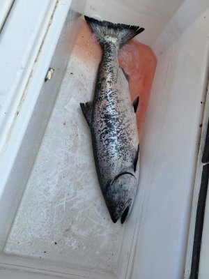 15lb Albert Head May 24.jpg