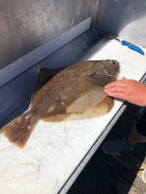 06-11-23 5 lb rock sole.jpg