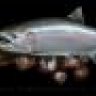 Headwatersfish