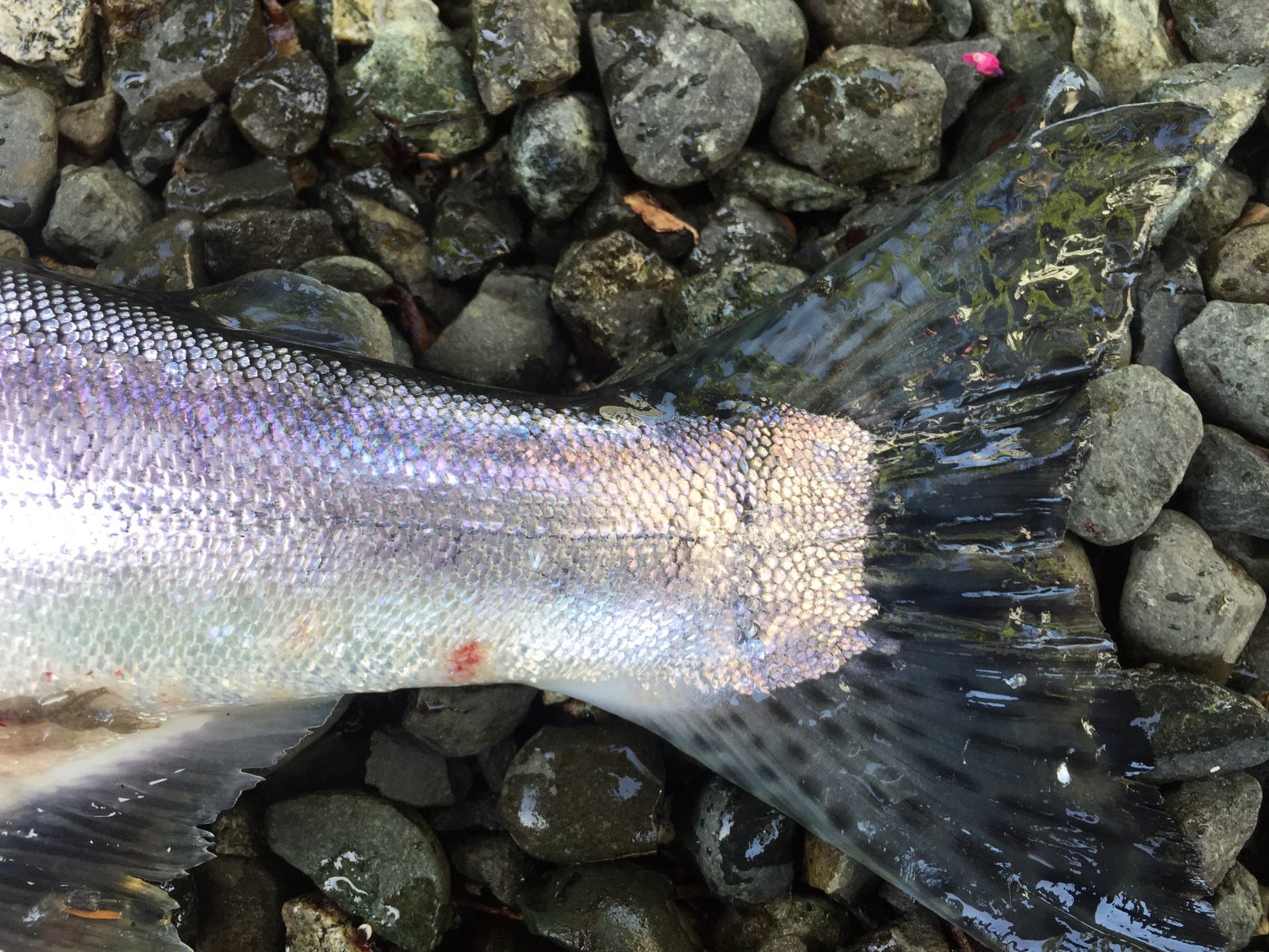 Pink-tail