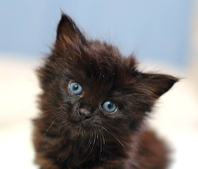 black-kitten-1.jpg