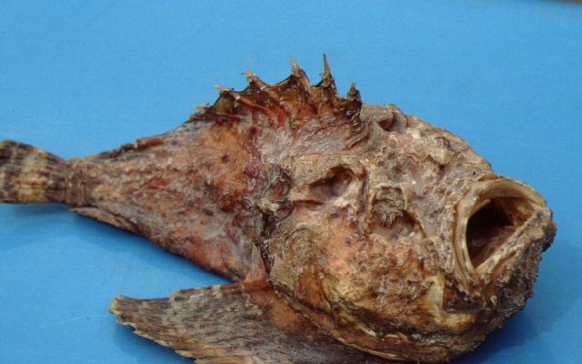 stonefish2.jpg