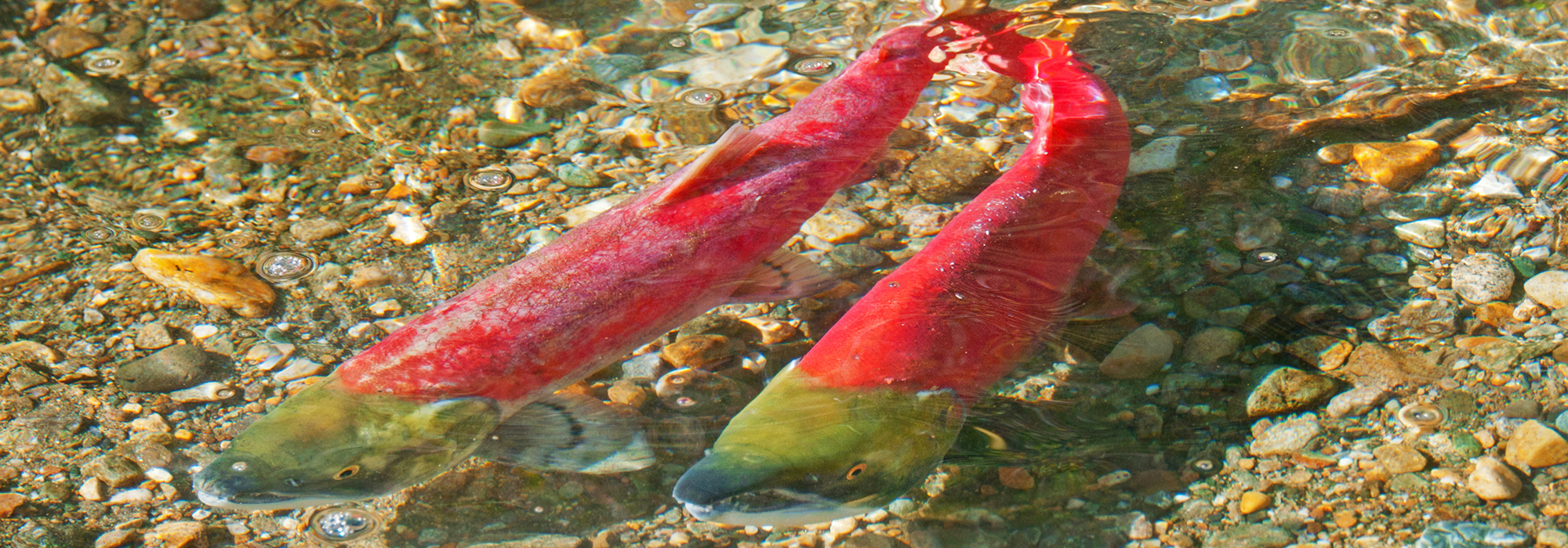 policyoptions.irpp.org