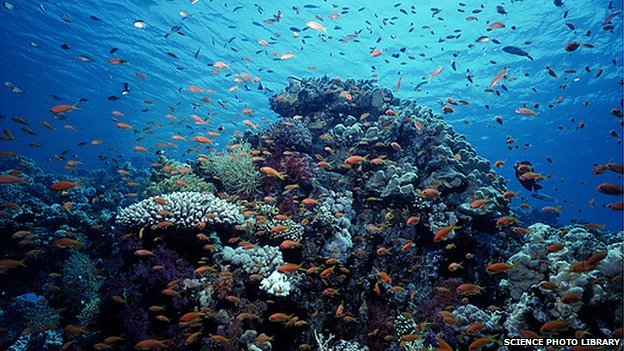 _70241894_c0175287-coral_reef-spl.jpg