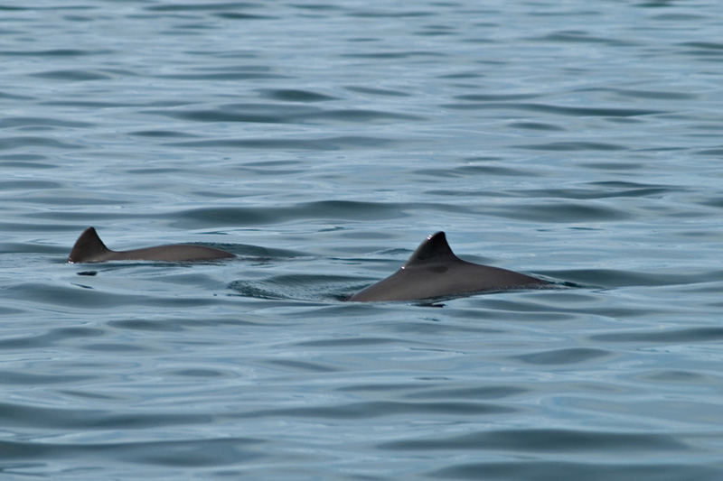 harbour_porpoise_800.jpg