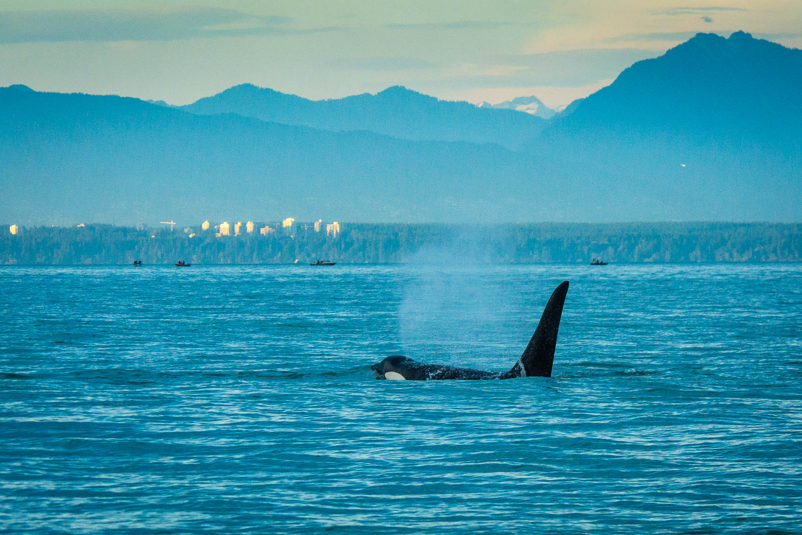 news.ubc.ca