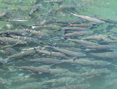 butte_creek_spring_chinook.jpg