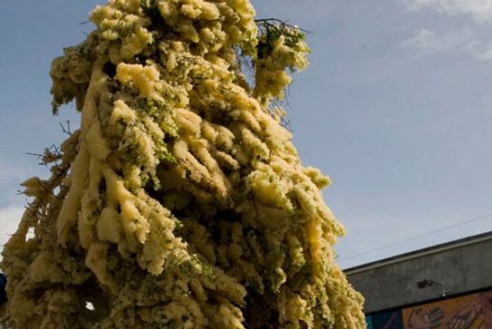 cholera-vancouver-island-herring-eggs.jpg