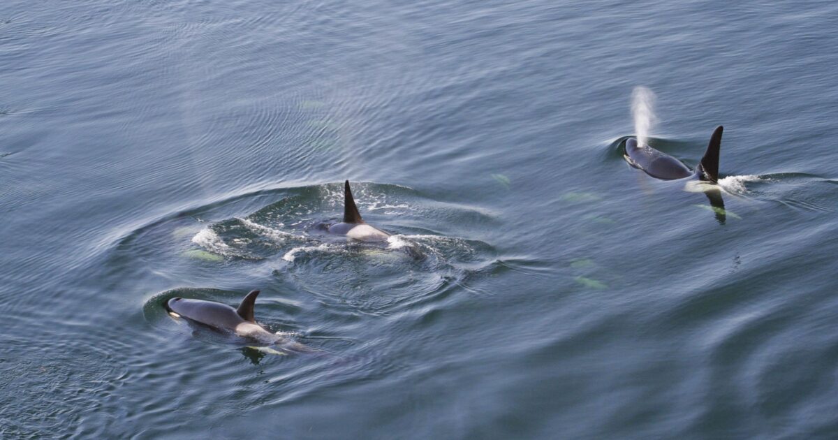 Three killer whales swimming near the surface of the ocean.