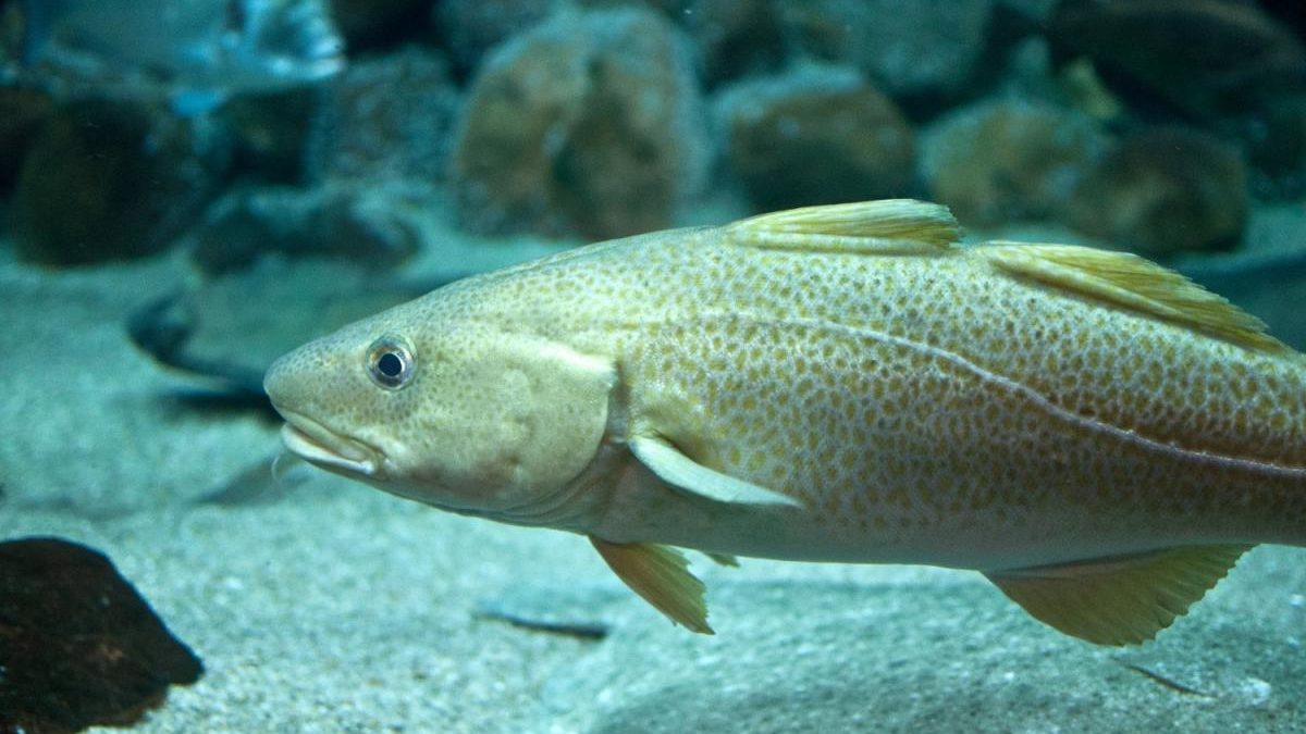 large_atlantic_cod-1200x675.jpg