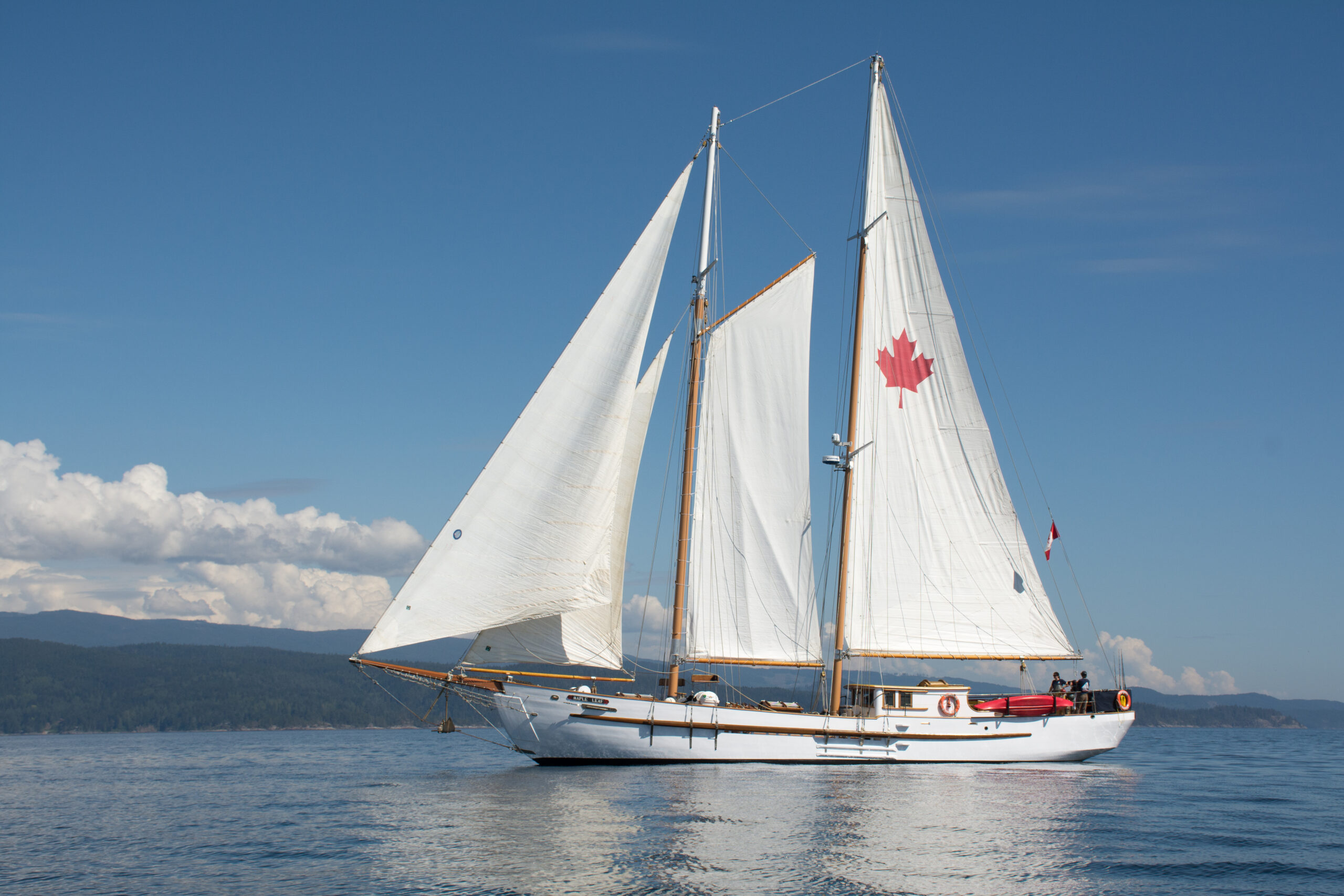 Maple-Leaf-in-Full-Sail-scaled-1.jpg