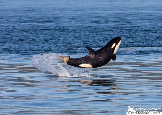 o-KILLER-WHALE-570.jpg