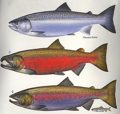 Coho+Salmon.jpg