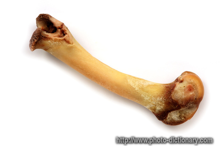 4170bone.jpg