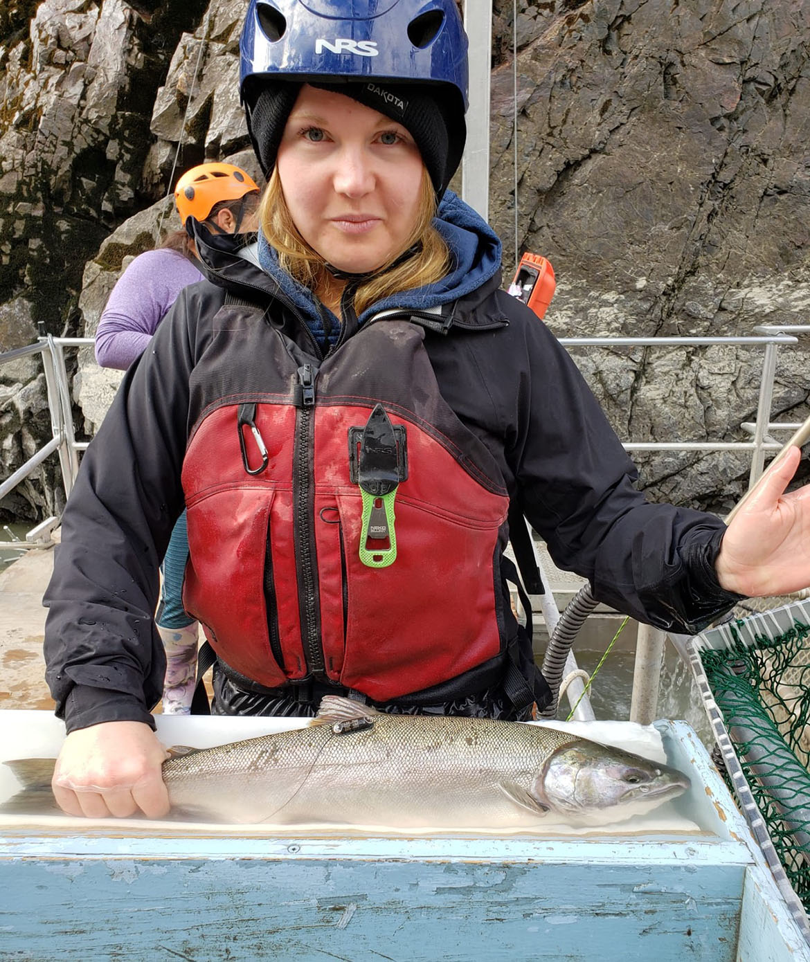 The first coho of the season, captured at the Lillooet fishwheel and radio tagged on September 16. 