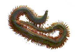 ragworm.jpg