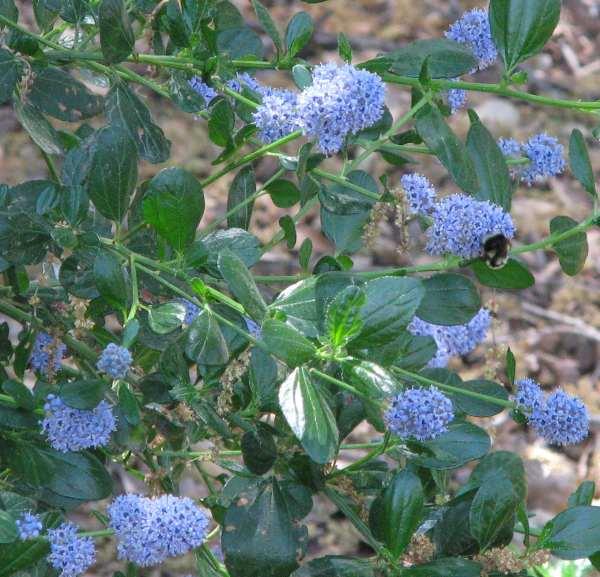 Ceanothus_thyrsiflorus_Big_Sur_California_lilac.jpg