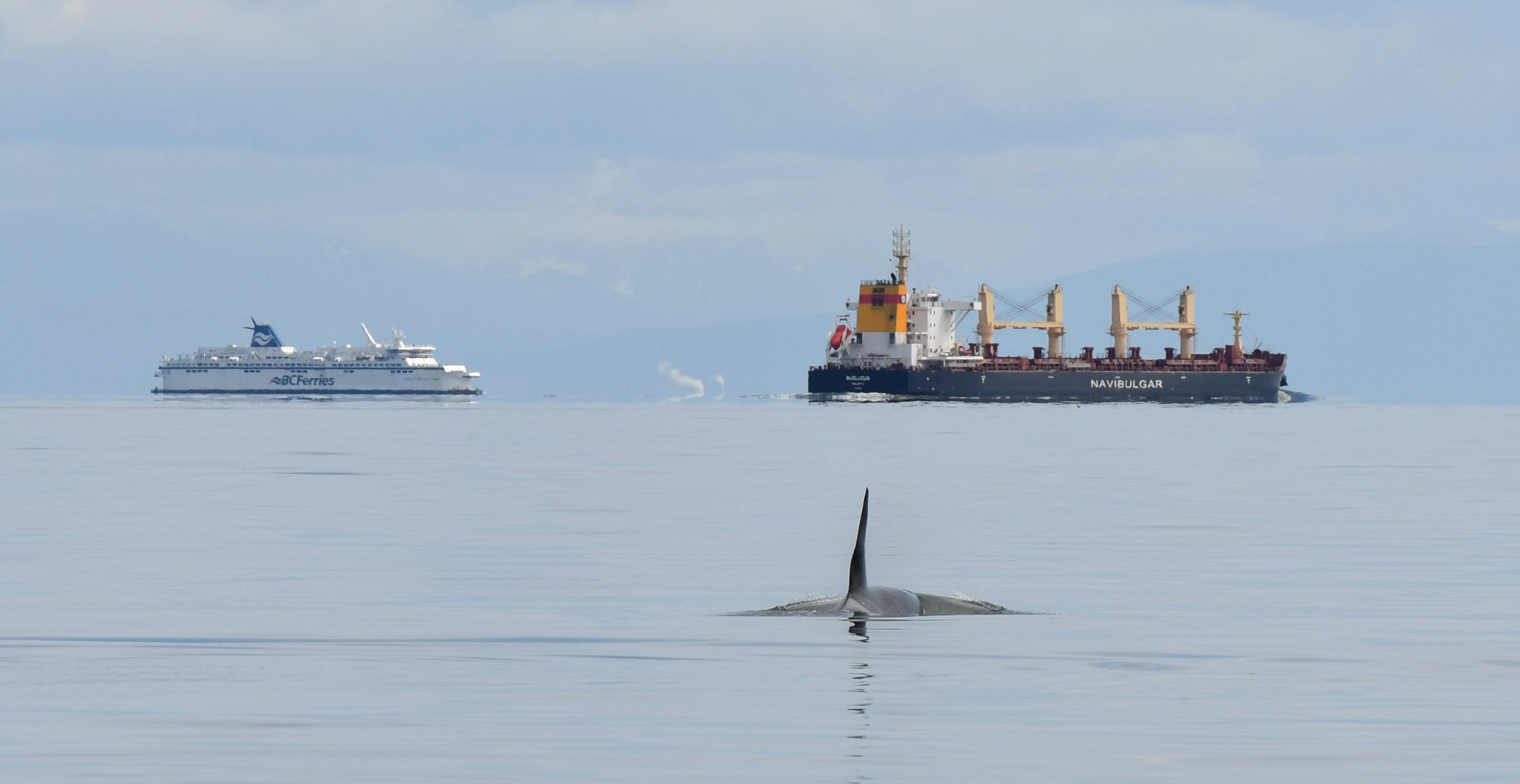 wildwhales.org