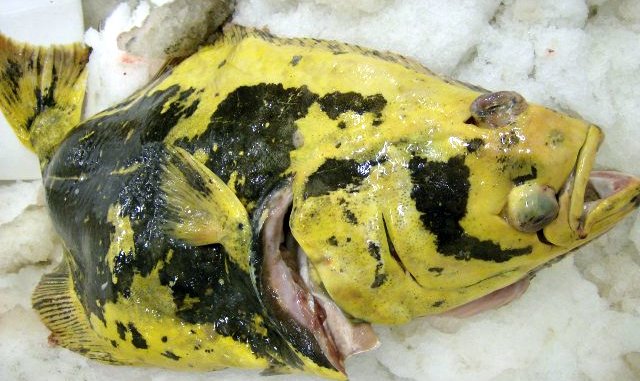 Yellow+halibut.jpg