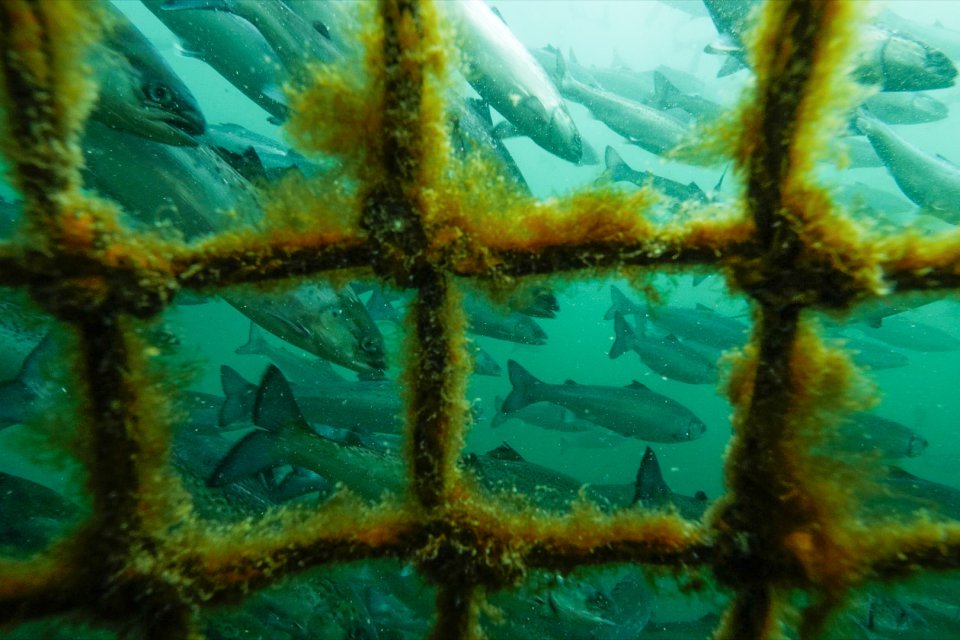 www.seachoice.org