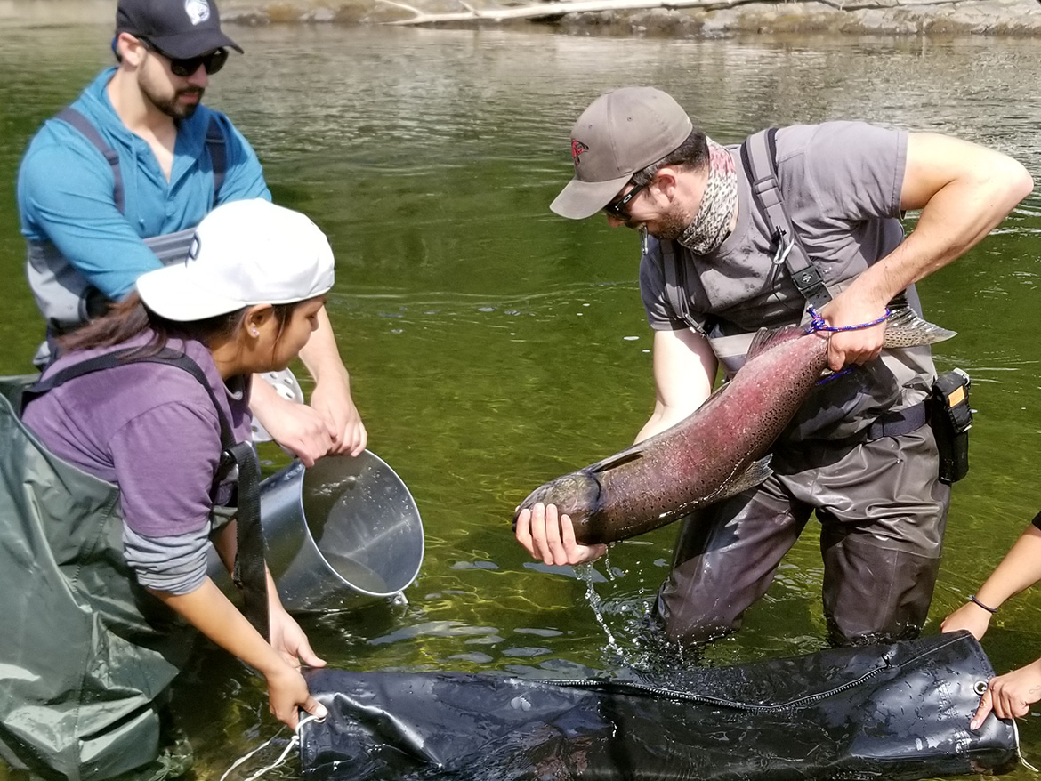 First Nations and DFO technicians in the Willow River place a female Chinook in a brood tube while waiting for the salmon to ripen for spawning.