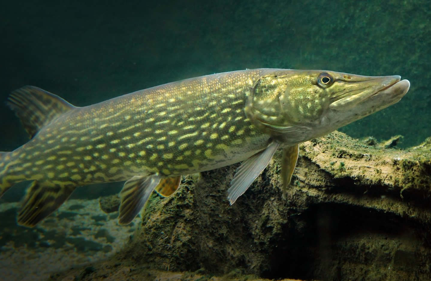 healthywildlife.ca