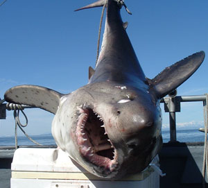 Alaska-Salmon-Shark.jpg