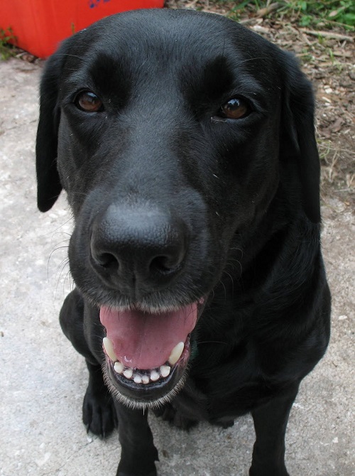 happy-black-lab-dog.jpg