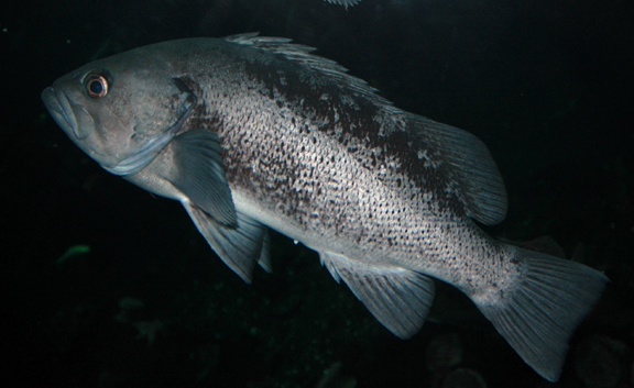 blackrockfish.jpg