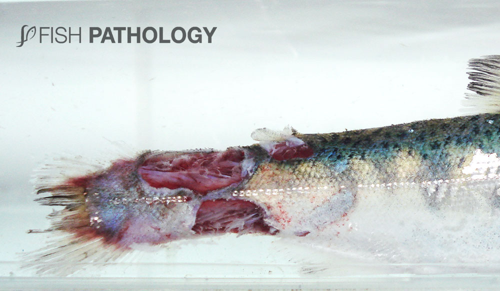 fishhistopathology.com