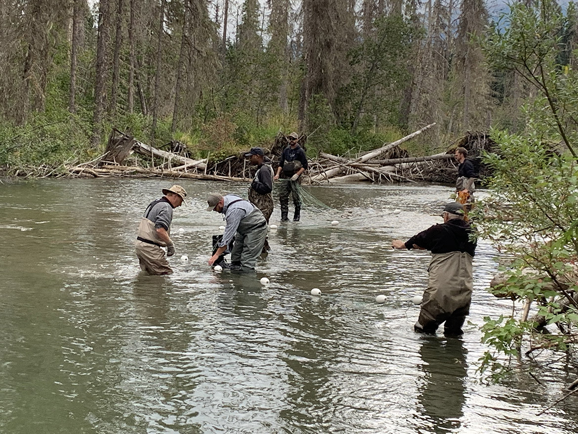 Technicians use nets to collect Chinook broodstock in the Seebach River.