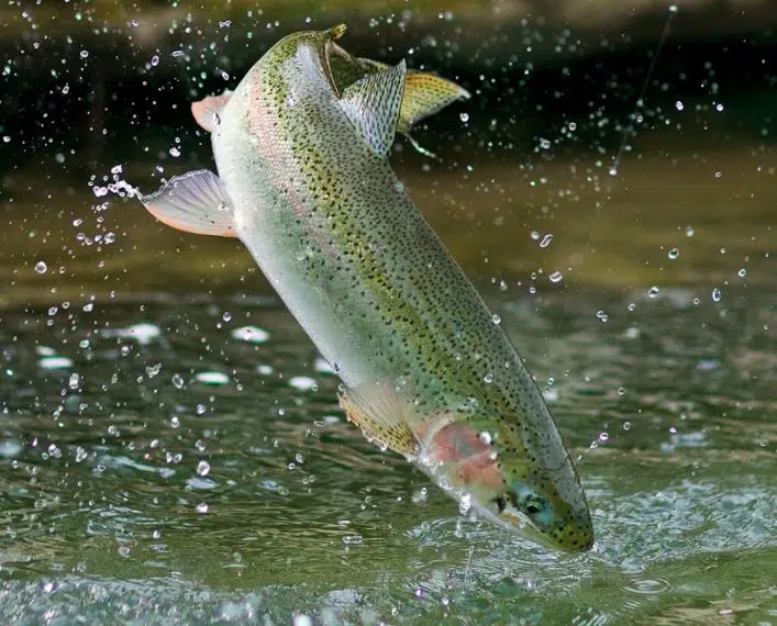 steelhead.jpg