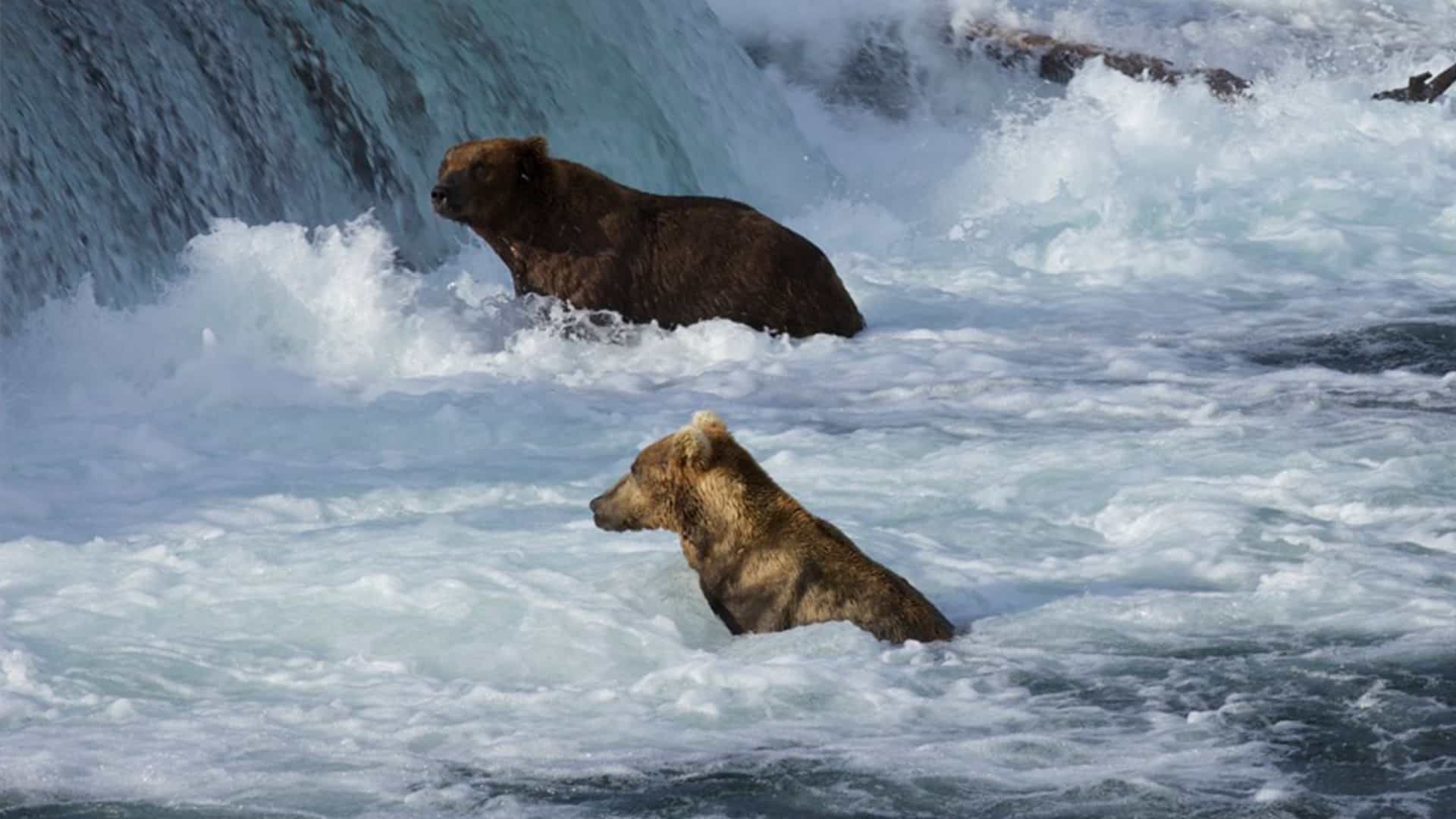 explore.org