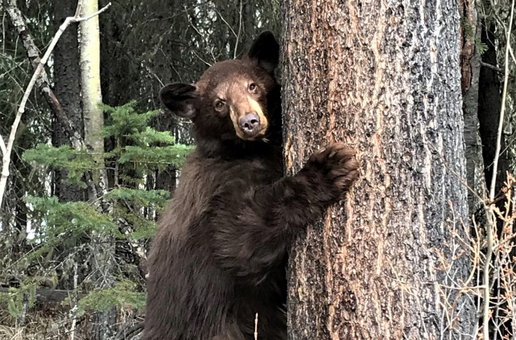 Tofino man fined $11K, must serve jail time after unlawful killing of black bear, cub: COS