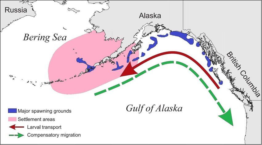 alaskafish.news