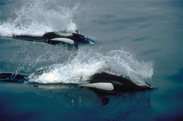 Two_Dalls_Porpoises.JPG