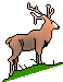 deer.gif