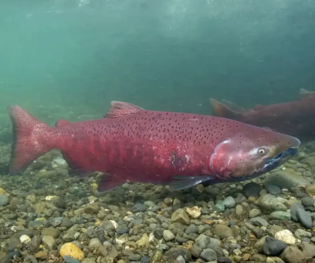 alaskabeacon.com