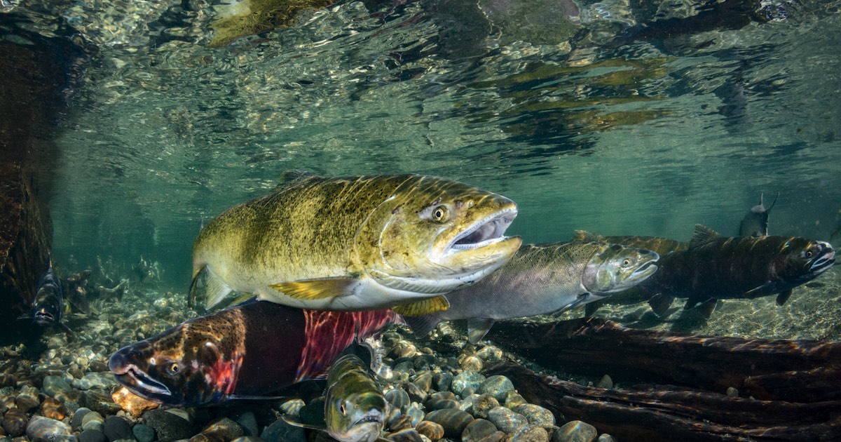 islandfishermanmagazine.com