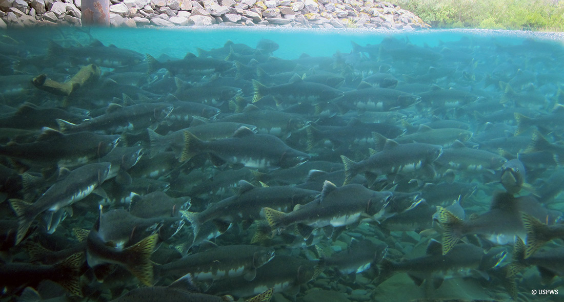 russia-salmon-hatchery-success-hero.jpg