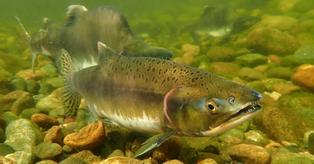 watershedwatch.ca