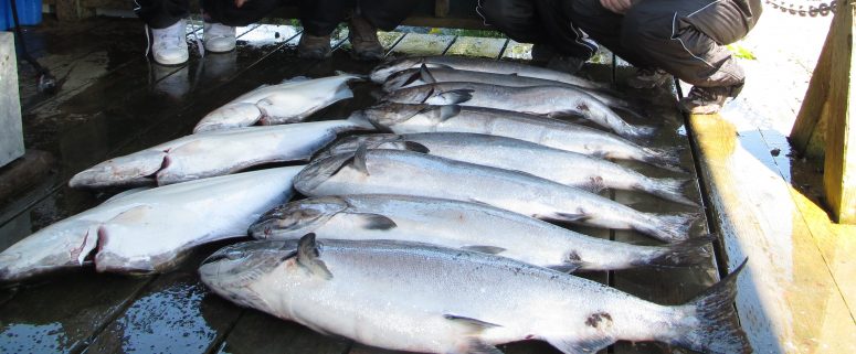 www.salmonfishingnow.com