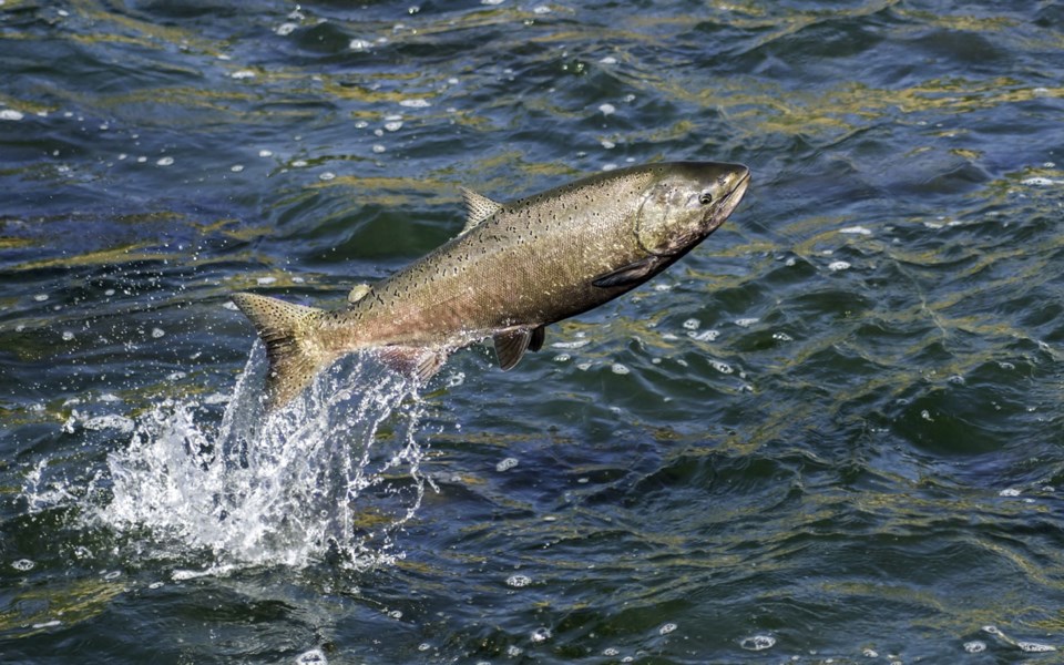 Opinion-Letters-Chinook-Salmon-031121 Opinion-Letters-Chinook-Salmon-031121